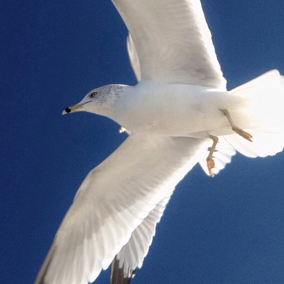 Is a 2x Telephoto Lens 2x the&nbsp;Fun?