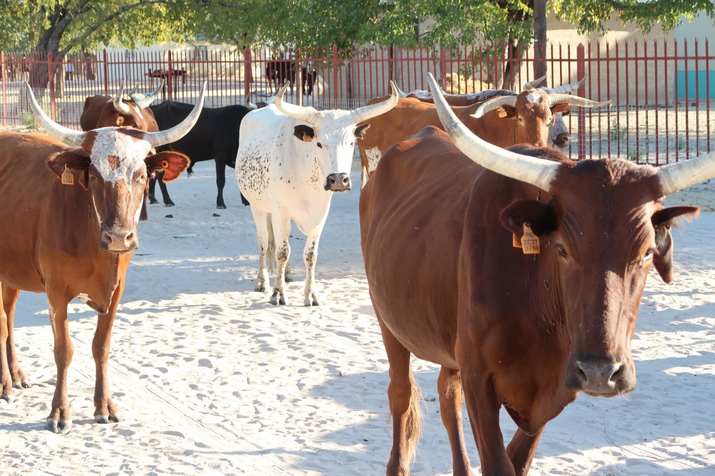 Cows